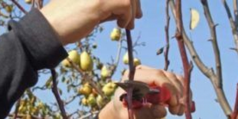 Prořezávání hrušek na podzim s podrobným popisem